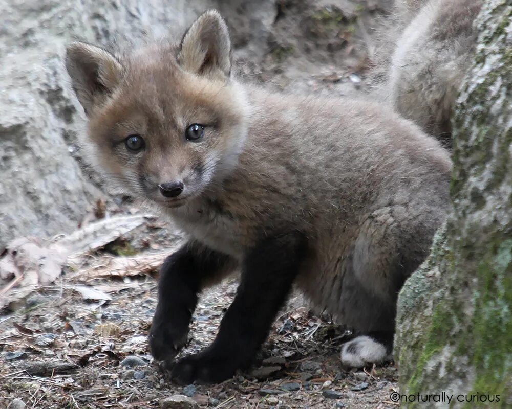 Kit fox. Kit Fox животное.