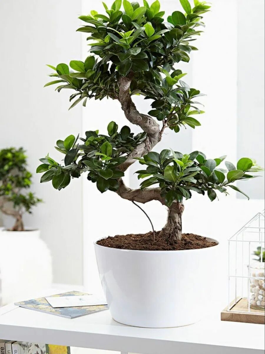 Ficus Bonsai, Washington, DC A Tiger Bark Ficus (Ficus ret. Flickr