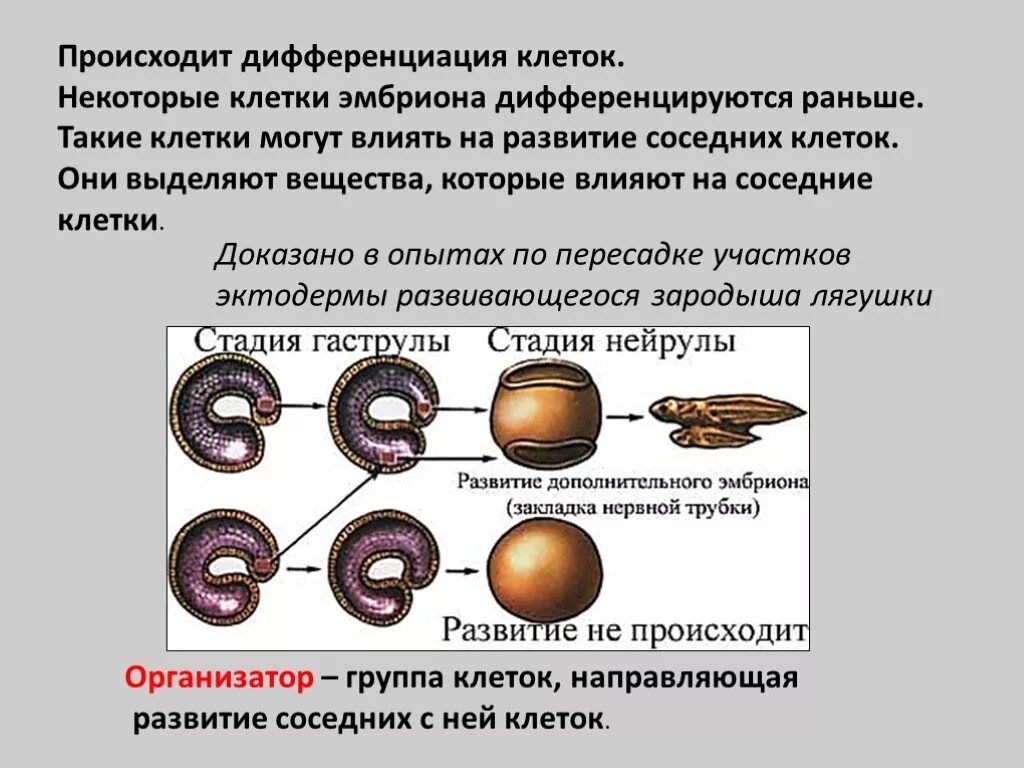 Дифференцировка клеток зародыша. Дифференциация клеток зародыша. Этапы дифференциации клеток. Как происходит дифференциация клеток.