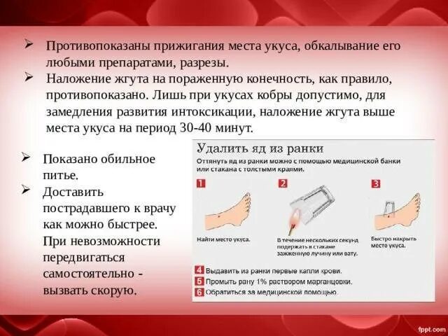 Средства для оказания помощи при укусах животных и насекомых. Анализ крови после укуса