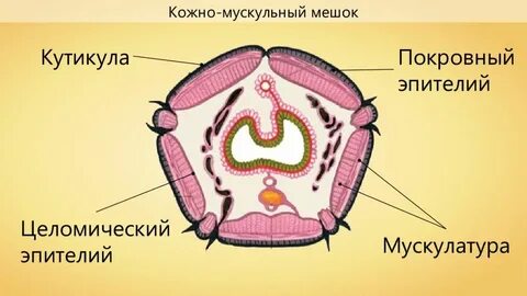 Кожно мускульный мешок это совокупность