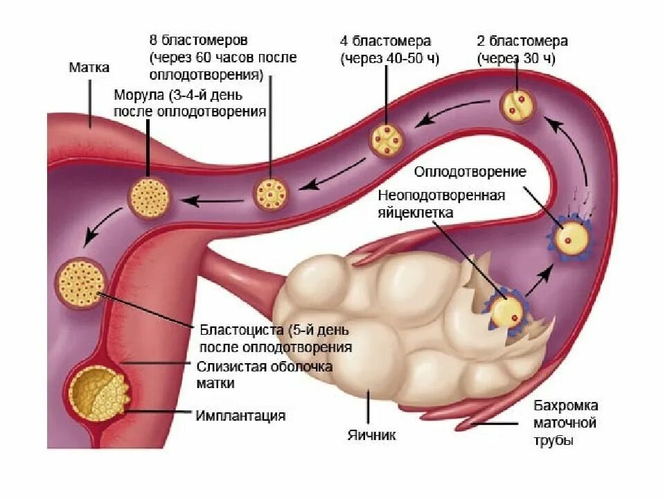 Оплодотворение яйцеклетки в маточных трубах. Процесс овуляции и зачатия в картинках. Движение яйцеклетки по маточной трубе. Продвижение яйцеклетки по маточной трубе.