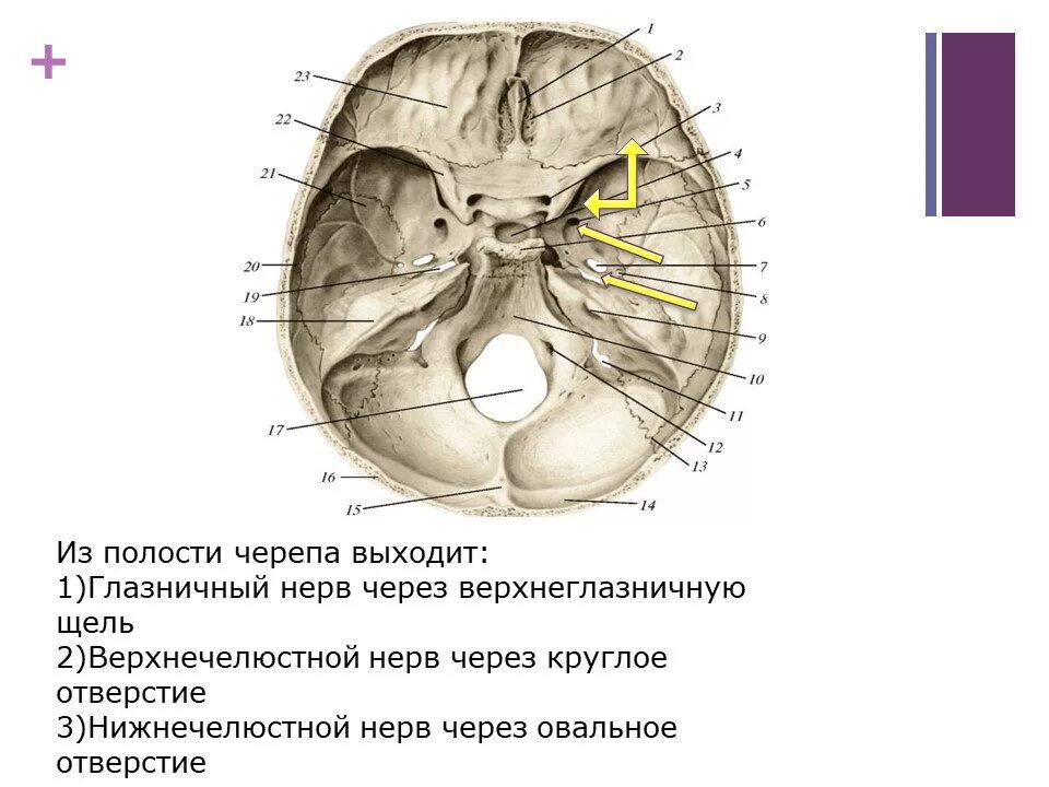 Как называются места выхода. Тройничный нерв из полости черепа. Тройничный нерв выход из полости черепа. Тройничный нерв анатомия на черепе. Места выхода тройничного нерва на черепе.