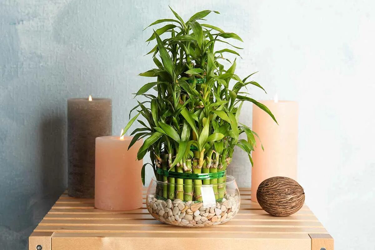 Бамбук комнатный фото. Lucky Bamboo в интерьере. Бамбук Лакки в вазе. Бамбук комнатный уход в домашних условиях.