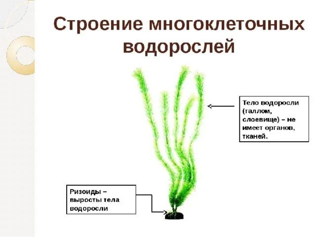 Водоросли биология строение. Строение водорослей 6 класс биология. Строение многоклеточных зеленых водорослей. Строение таллома зеленых водорослей. Внешне строение многоклеточныхводорослей.