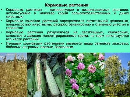 Что относится к кормовым культурам