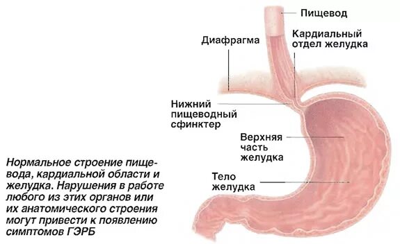 Клапан между желудком и пищеводом. Пищевод сфинктер желудок строение. Кардиальный сфинктер пищевода. Кардиальный сфинктер желудка. Кардиальный отделы пищевода анатомия.