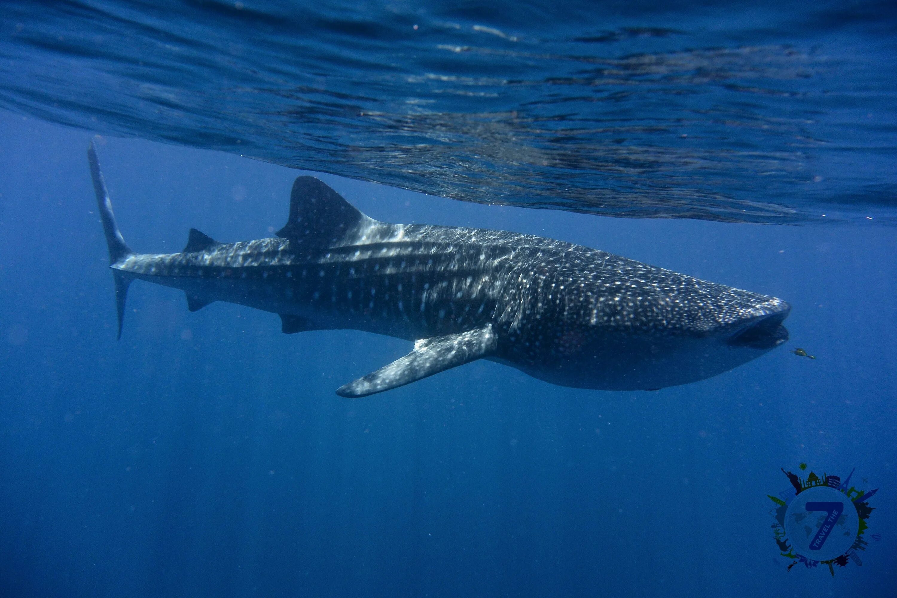 Сама большая акула. Самая большая акула в мире. Whale Shark Ningaloo. Акулы и ко макси китовая акула. Самая большая акула в мире фото.