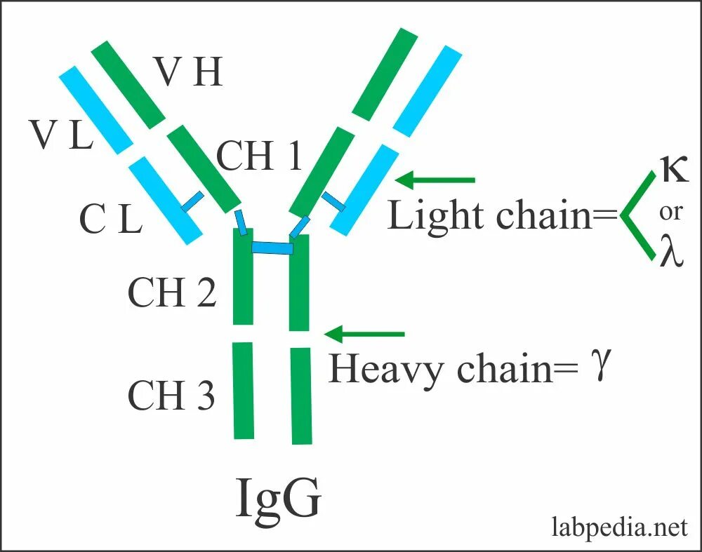 Иммуноглобулинов класса igg. IGM иммуноглобулин g. IGG иммуноглобулин. Молекула IGG. Igg1 igg2 igg3 igg4.
