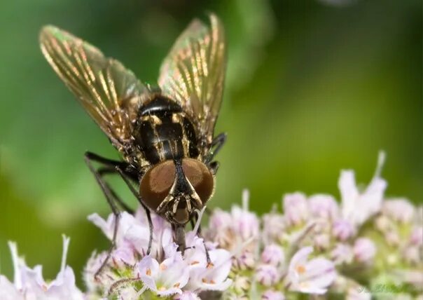 Полевая муха. Семейство мухи настоящие - Muscidae. Musca domestica комнатная Муха. Муха Musca autumnalis. Базарная Муха.