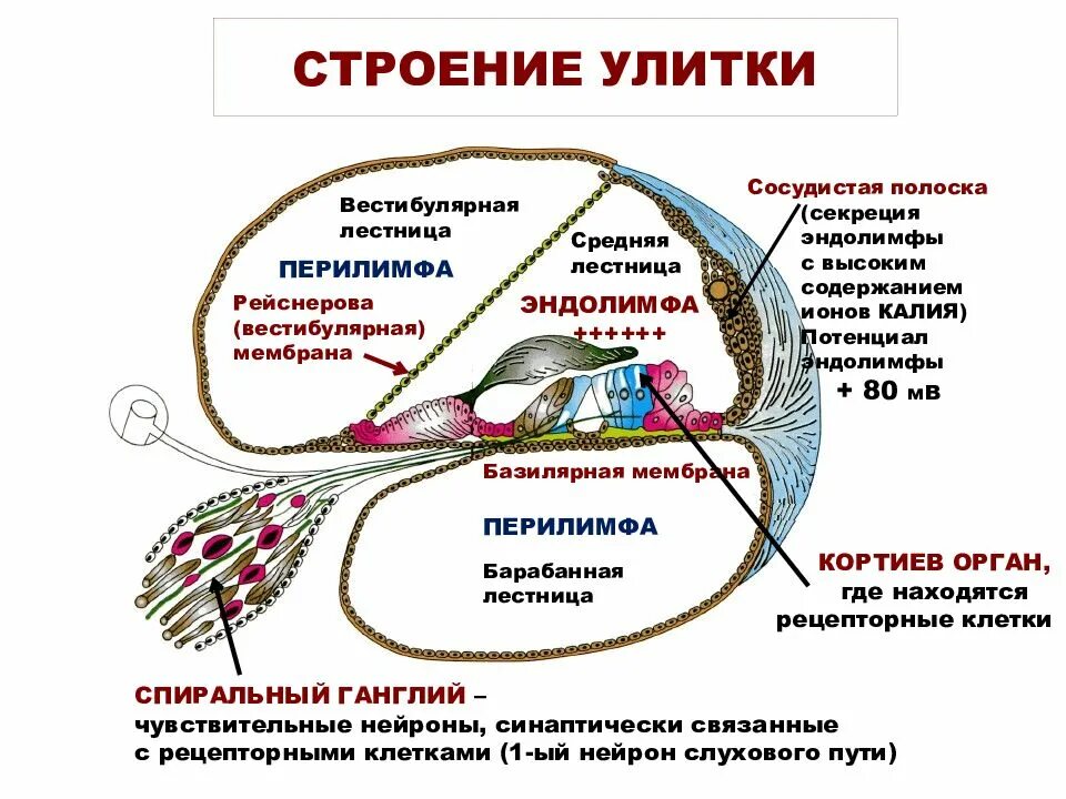 Эндолимфа улитки. Строение улитки внутреннего уха. Анатомические структуры внутреннего уха. Строение внутреннего уха эндолимфа. Строение и функции улитки внутреннего уха.