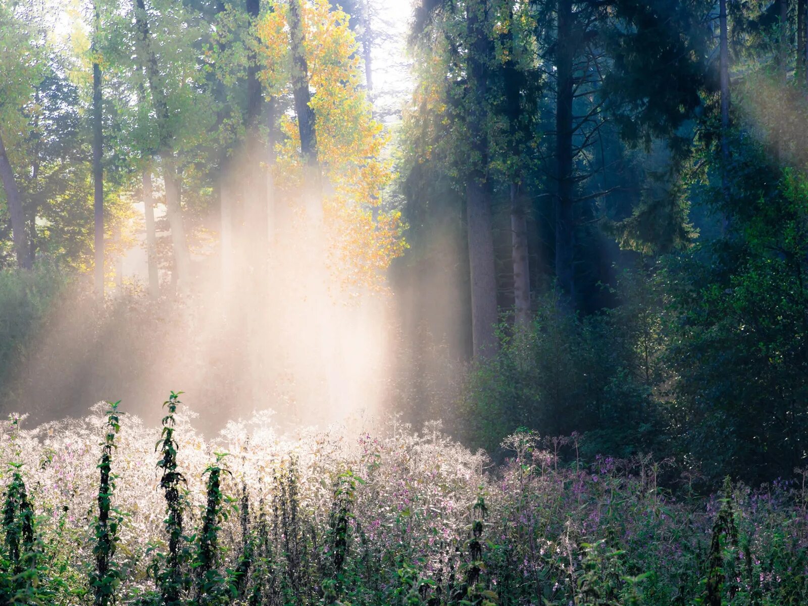 Лес туман лето. Утро в лесу. Утренний лес. "Солнце в лесу". Ранний рассвет в лесу.