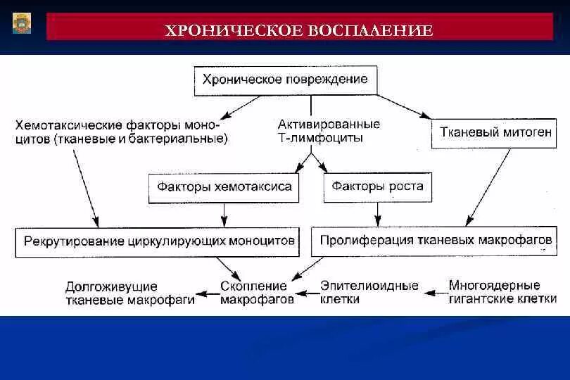 Признаки патогенеза. Схема патогенеза хронического воспаления. Патогенез хронического воспаления. Классификация хронического воспаления патофизиология. Механизм воспалительного процесса схема.