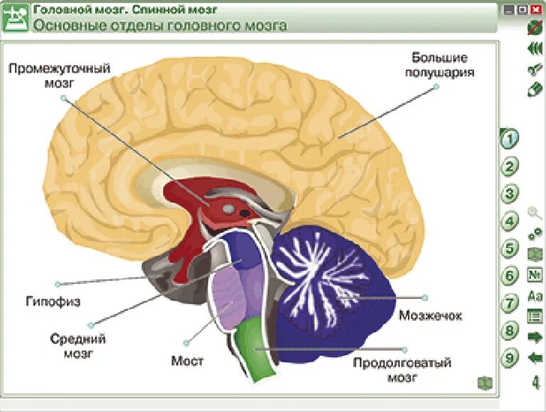 Отделы головного мозга кт. Наглядная биология человек. Наглядная биология. 8 - 9 Классы. Человек. Строение тела человека. Головной мозг человека для зачета по биологии.
