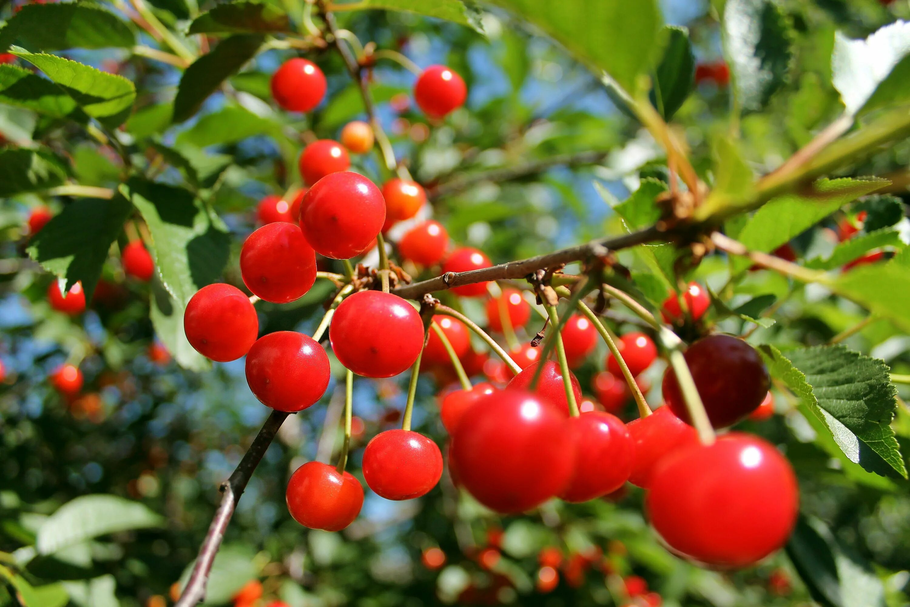 плоды похожие на вишню. вишня войлочная ягоды маленькие. вишня колючая плоскосемянник. ягоягода похожая на вишню. красная ягода похожая на вишню.