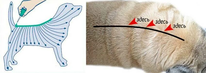 Холка у кошки где фото. Собаке капают капли на холку. Как капать капли на холку собаке. Холка у собаки.