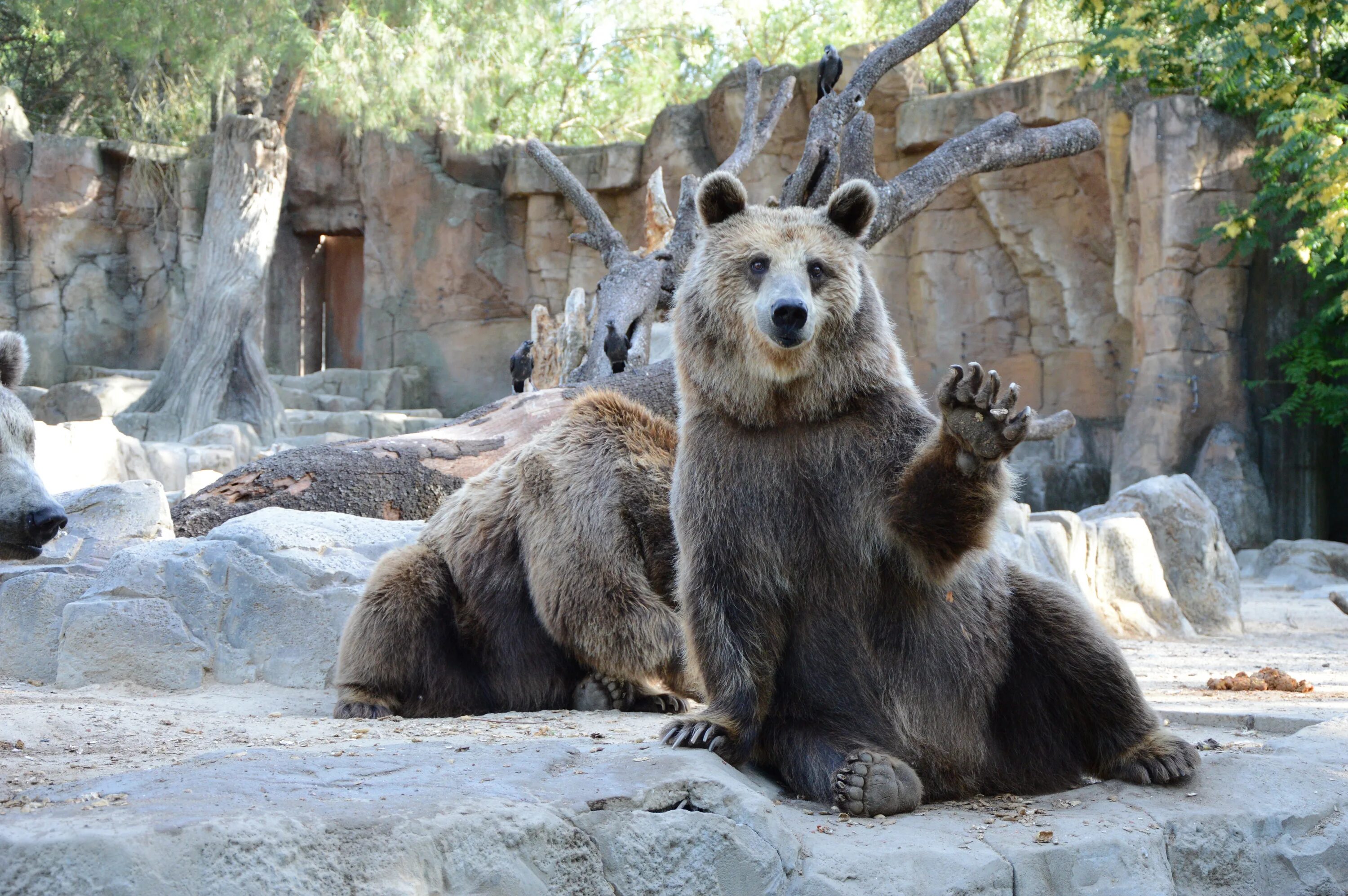 Zoo animals park. Мадридский зоопарк. Испания Мадрид зоопарк. Зоопарк в Ереване. Медведь в зоопарке.