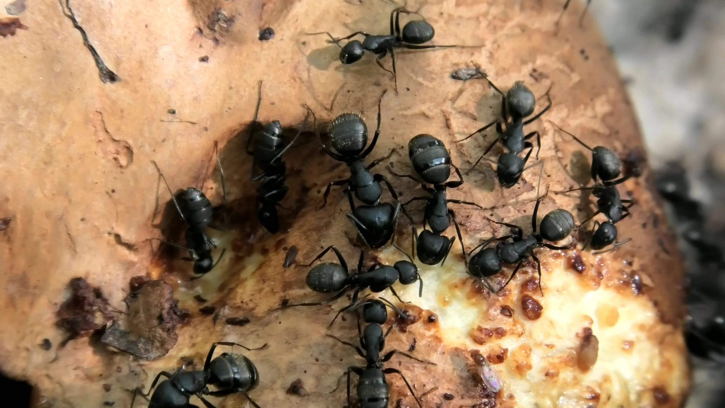 Чёрный муравей-древоточец. Чёрные муравьи древоточтцы. Крупные муравьи. Большие черные муравьи.