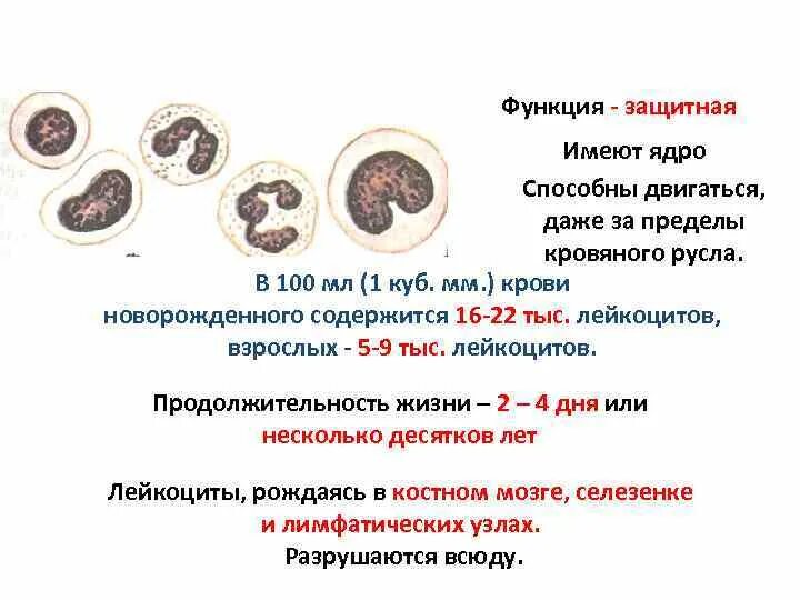 Тромбоциты безъядерные фрагменты клеток. Лейкоциты имеют ядро. где разрушаются лейкоциты. защитная функция лейкоцитов. лейкоциты безъядерные.