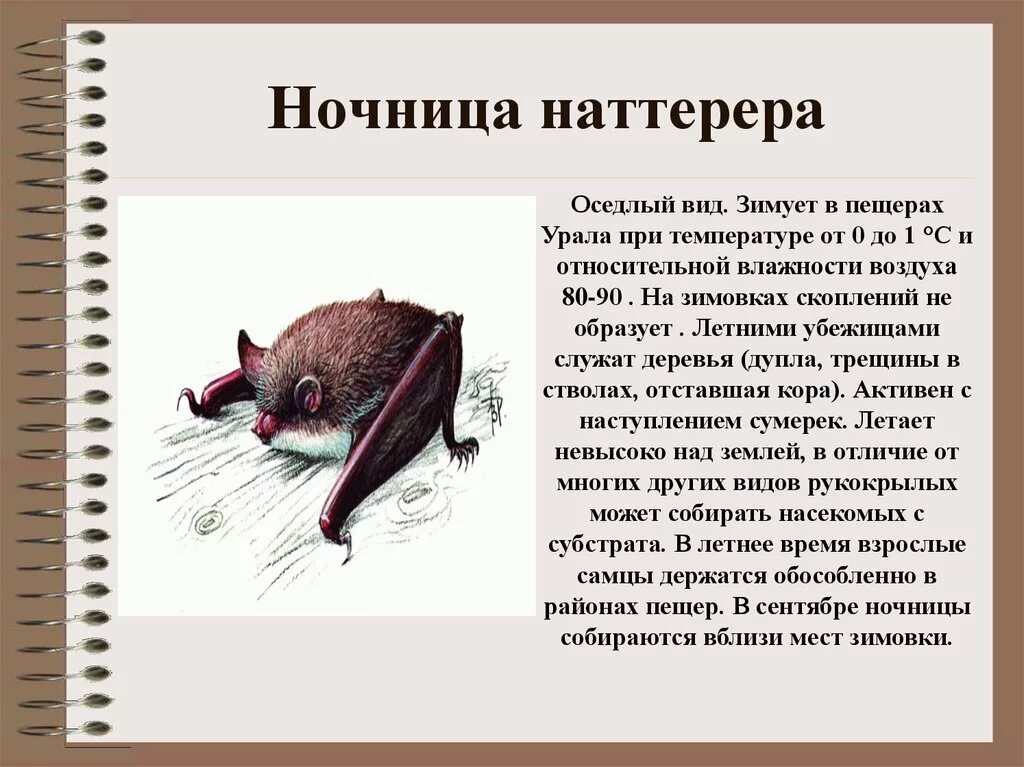 Ночница красная книга. Ночница Наттерера красная книга Кировской области. Ночница Наттерера красная книга. Красная книга Кировской области ночница. Ночница Наттерера краткое описание.