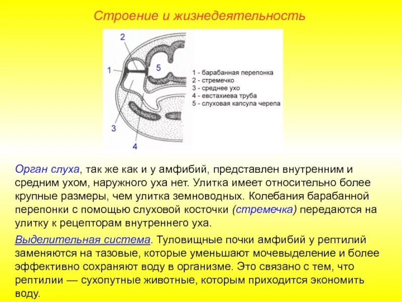 Строение уха пресмыкающегося. Органы слуха рептилий строение. Внутреннее ухо рептилий. Строение слуха у рептилий. Орган слуха у рыб ухо