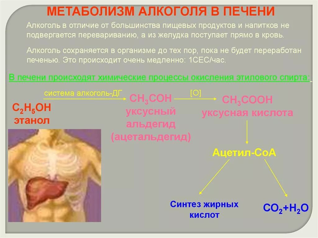 Метаболизм спирта в организме человека. Метаболизм этилового спирта в организме.