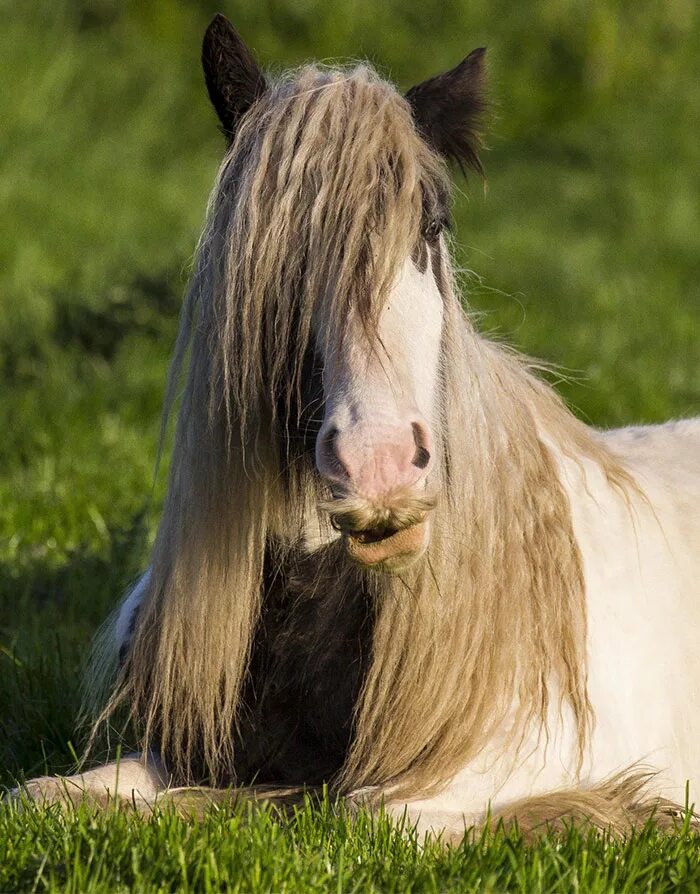 Как выглядит лошадка. Цыганский Ваннер лошадь с усами. Порода лошадей Тинкер усы. Порода лошадей Цыганский Ваннер с усами. Лошадь породы Тинкер с усами.