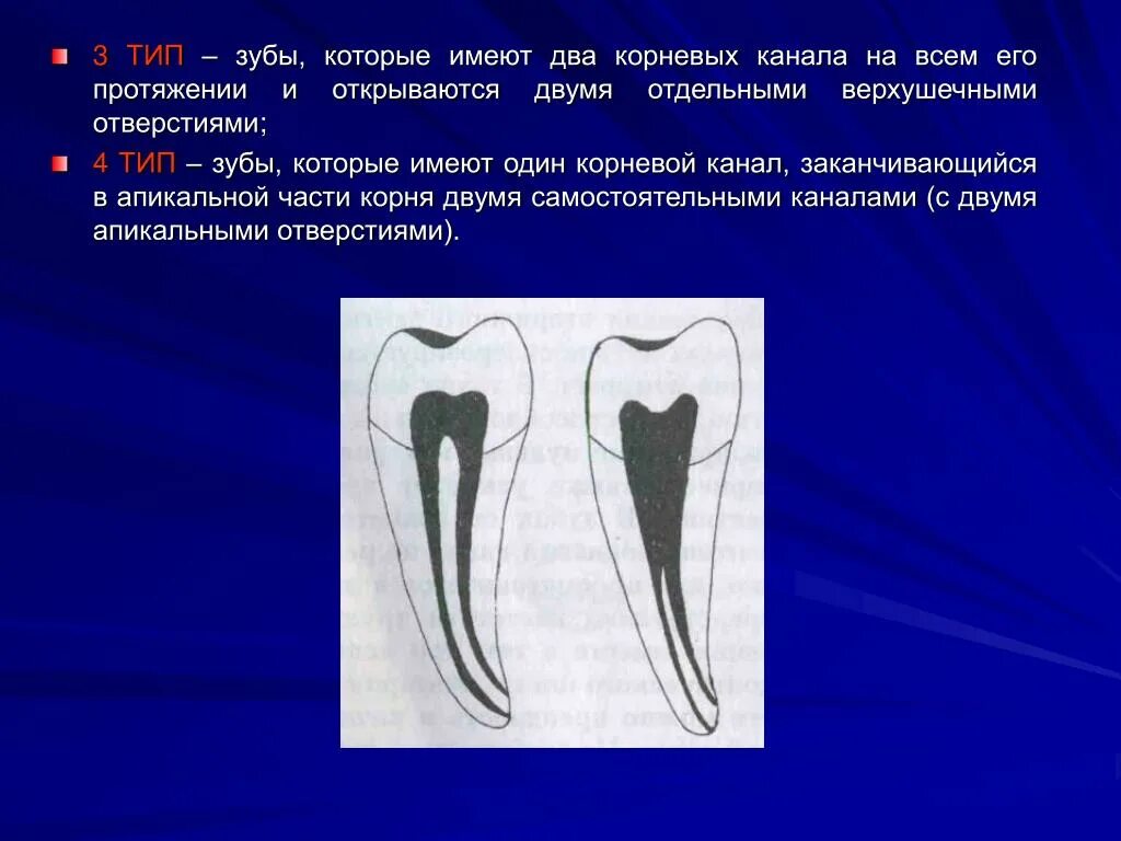 1 корневой канал. Топография полостей и корневых каналов однокорневых зубов. Типы корневых каналов по Бренку. Типы корневых каналов в однокорневых зубах. Функции корневого канала зуба.