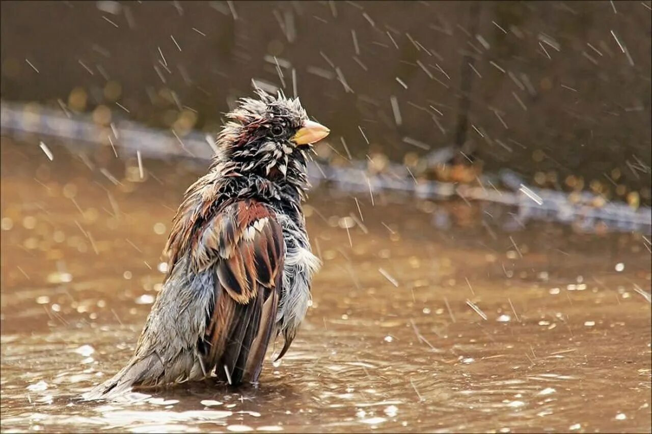 Rain animals. Птичка под дождем. Мокрая птица. Взъерошенная птица. Животные дождь.