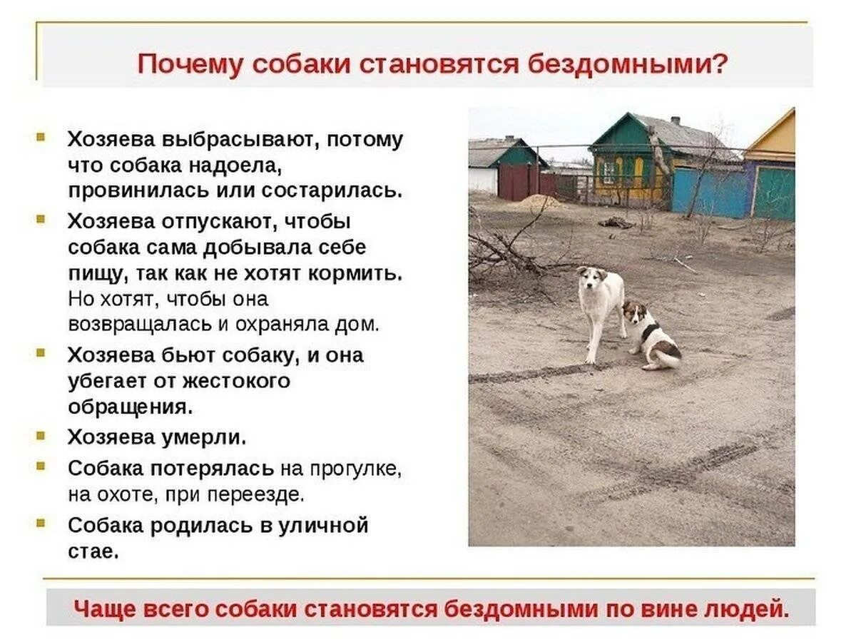 Проблемы содержания собаки. Бездомные собаки. бездомные животные и человек. собака бездомная причины. опасность бездомных животных.