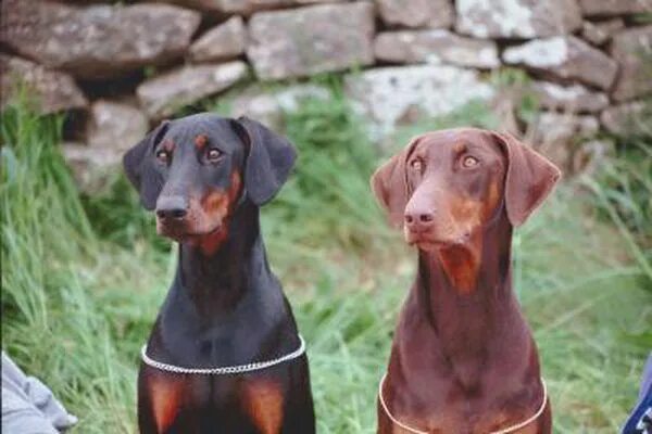 Доберман без купированных ушей фото Pin on animals Doberman dogs, Doberman puppy, Doberman pinscher puppy