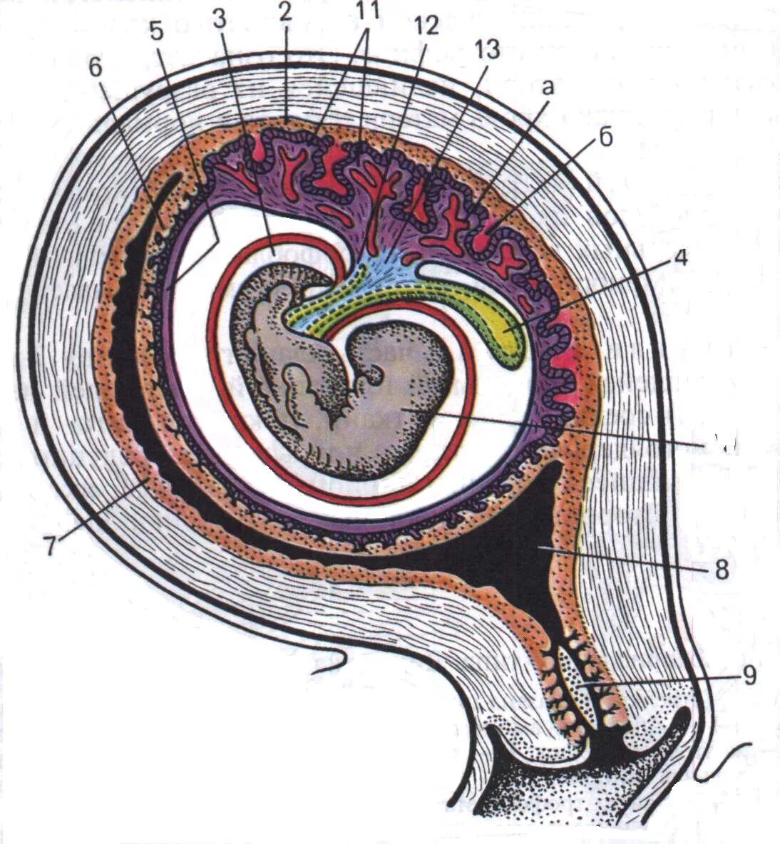Хорион аллантоис. Амнион и хорион. Хорион амнион плацента зародыш. Амнион желточный мешок аллантоис хорион. 7 недель желточный