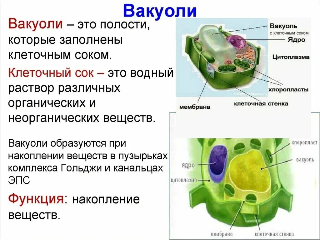 Какое значение вакуоля в жизнедеятельности клетки