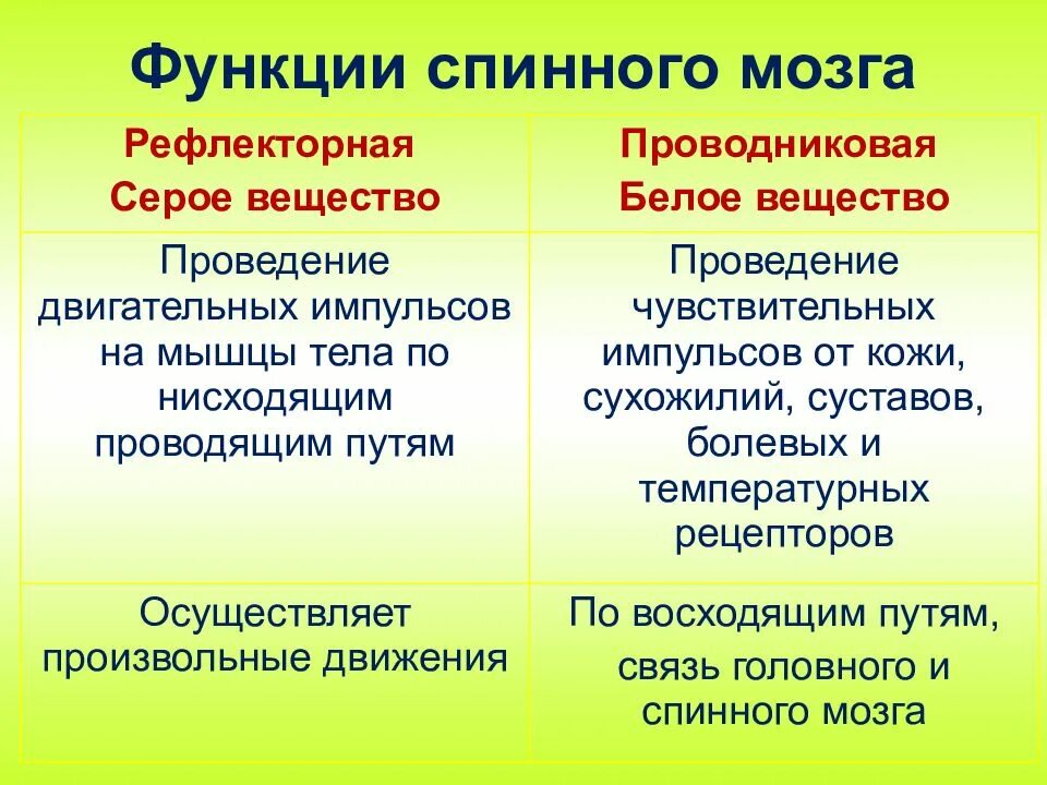 Выполняет рефлекторную и проводниковую функцию мозг. Рефлекторная и Проводящая функции спинного мозга. Проводниковая функция спинного мозга таблица. Функции серого и белого вещества спинного мозга таблица 8. Функции спинного мозга.