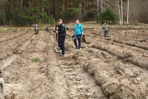 Лесничество тамбов