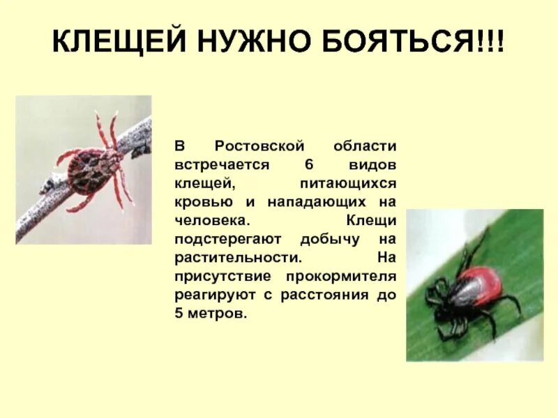 Разновидности клещей. Клещи в Ростовской области. Клещи в Ростовской области виды. Зачем нужны клещи