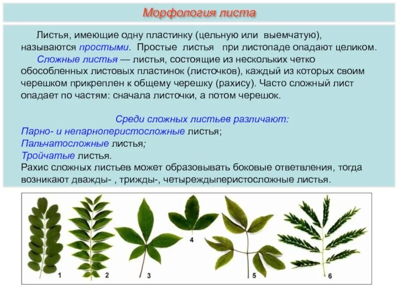 Название растения листья простые. Названия сложных листьев. Сложные листья. Не парноперистосложные листья. Растения со сложными листьями.