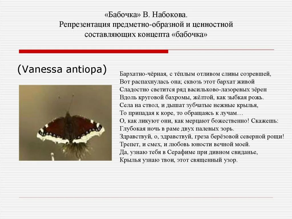 Чему удивлен фет рассказывая о бабочке. Стих ты прав одним воздушным очертаньем. Бабочка ты прав одним воздушным очертаньем. Стих бабочка 4 класс. Афанасий фет бабочка стихотворение.