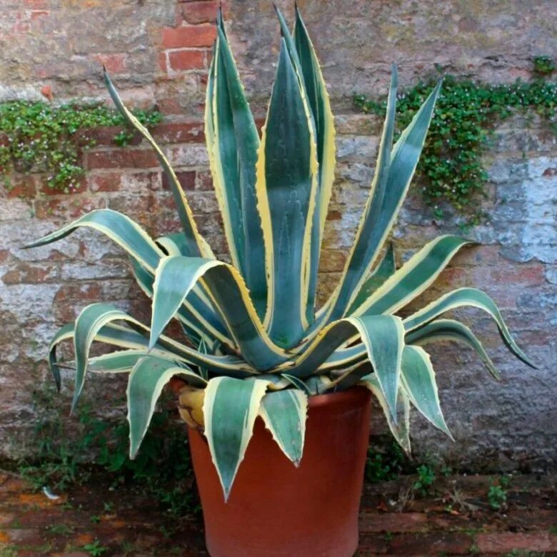 Agave lophantha quadricolor. Агава благородная. Домашние агавы. Домашние агавы. Агава цветок комнатный.