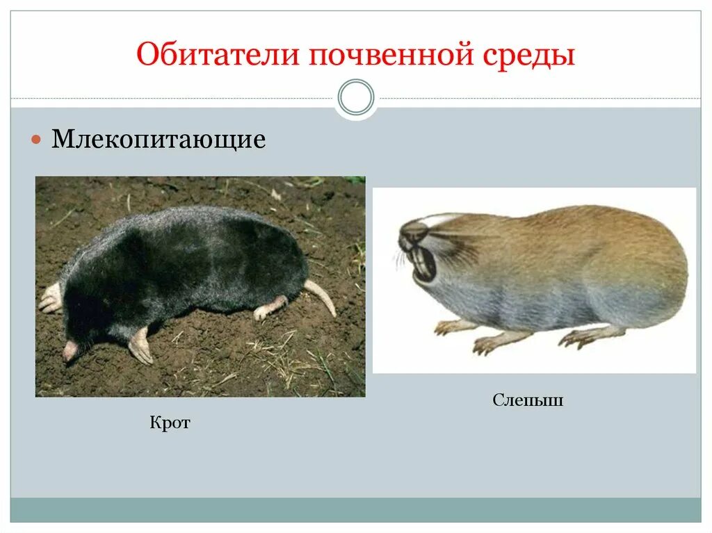 Обитатели почвенной среды. Почвенная среда обитания животных. В почвенной среде обитают. Животное почвенной среды обитания.