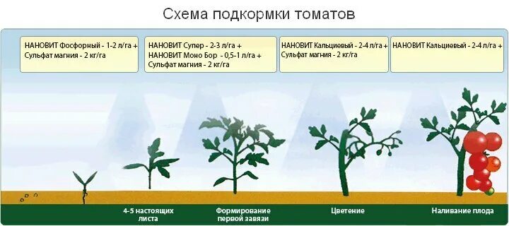 Чем подкормить после высадки в теплицу. Схема удобрения рассады томатов. Схема подкормки томатов в теплице. Схема подкормки помидоров в теплице. Схема удобрения для помидор в теплице.