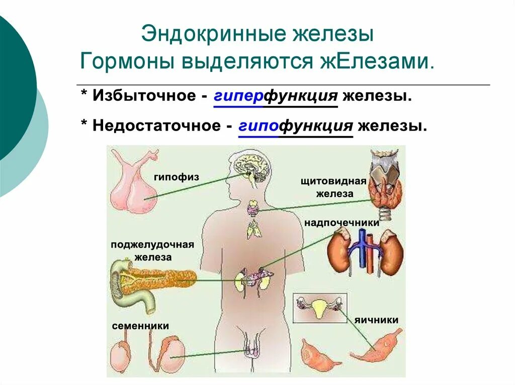 .Система желез внутренней секреции. Функции. Железы внутренней секреции человека 8 класс биология. Функции эндокринной системы 8 класс биология. Функции эндокринной системы 8 класс.