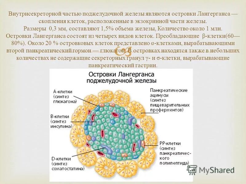 Эндокринные клетки островков лангерганса