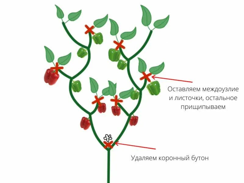 Прищипывать ли. Схема пасынкования перца. Пасынкование перцев в теплице схема. Схема формировки перца. Перец формировка куста.