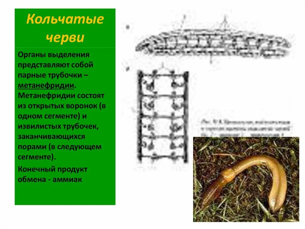 Сегментированные черви. Кольчатые черви выделительная. Продукт обмена веществ у кольчатых червей. Кольчатые черви выделительная система. Выделения и выделительная система кольчатых червей.