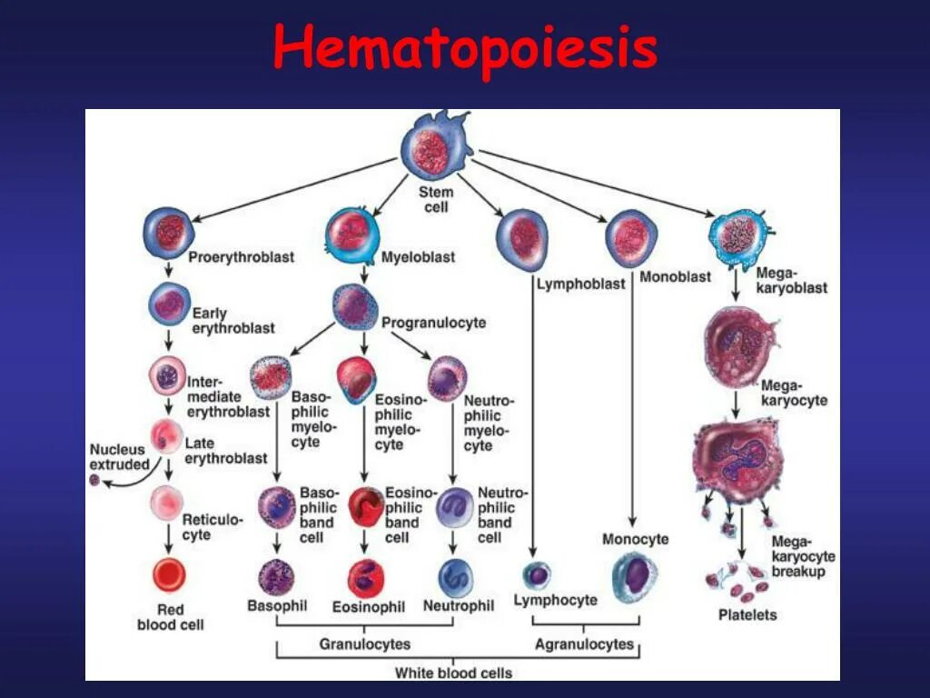 Схема кроветворения стволовая клетка. Кровь схема кроветворения. Схема гемопоэза лейкоцитов. Размер стволовой клетки крови. Стволовая клетка крови