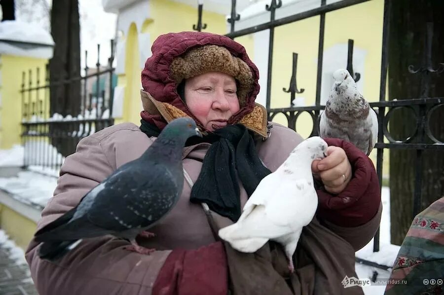 Кормление голубей. Бабушка с голубями. Люди кормят голубей.