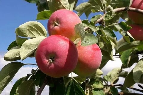 Сорт производитель