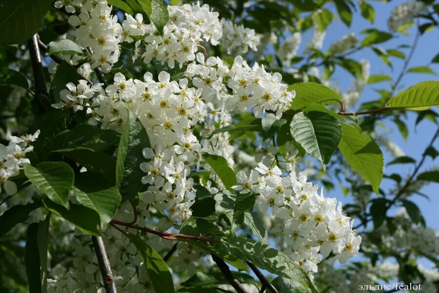 Песня за рекой черемуха колышется. Черемуха за окном. Под окном черёмуха колышется. Картинки под окном черемуха колышется.