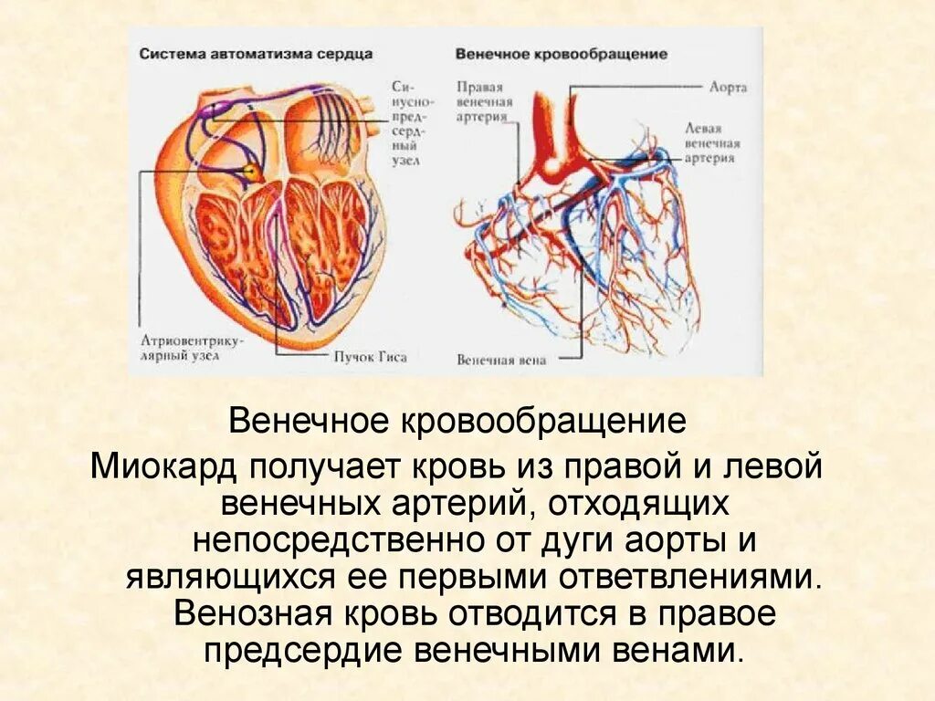 Сердечные артерии и вены. Вены системы венечного синуса сердца. Коронарные сосуды сердца, венечный круг. Кровеносная система миокард сердце. Артериальные сосуды кровоснабжающие миокард:.